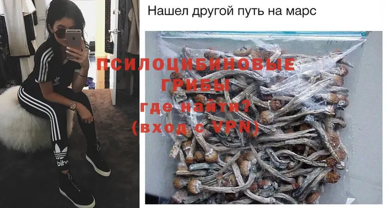 Галлюциногенные грибы Psilocybe  Североуральск 